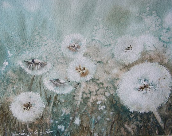 White dandelions