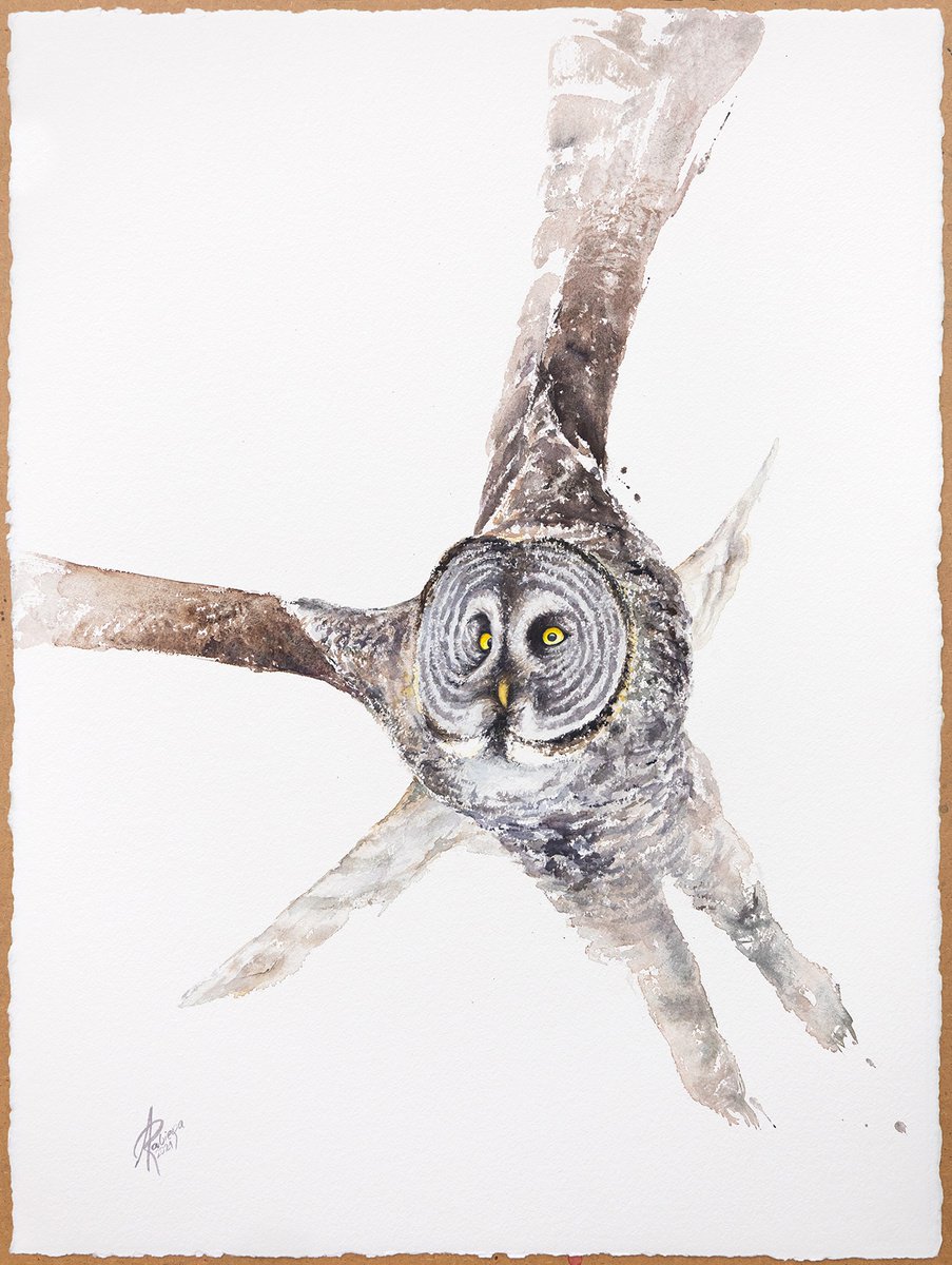 Great Grey Owl by Andrzej Rabiega