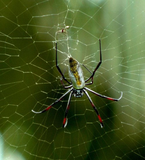 Spider by Marc Ehrenbold