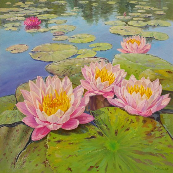 Water lilies