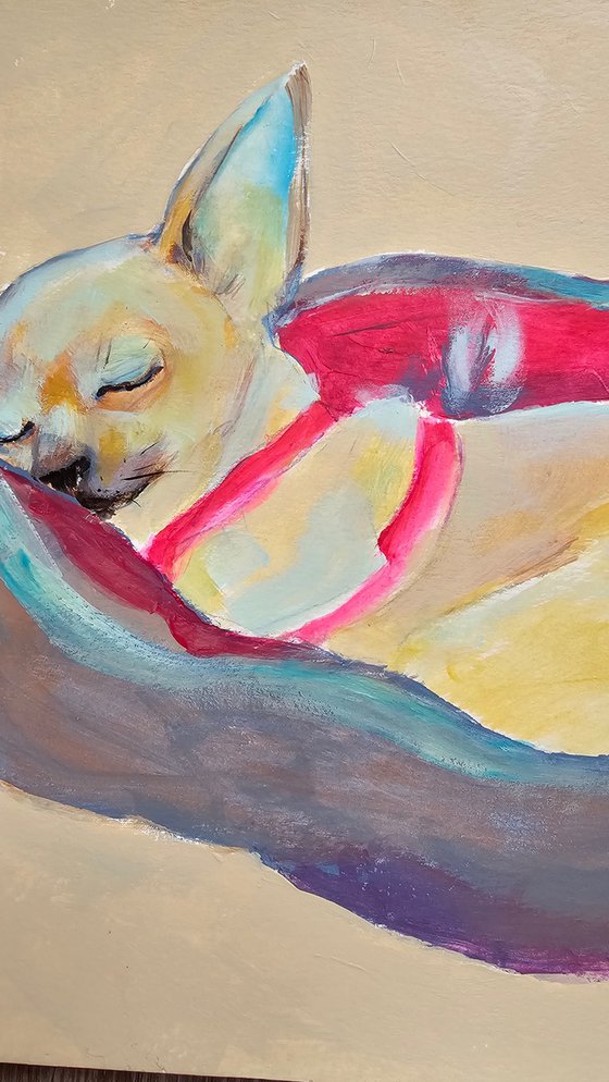A sleeping chihuahua