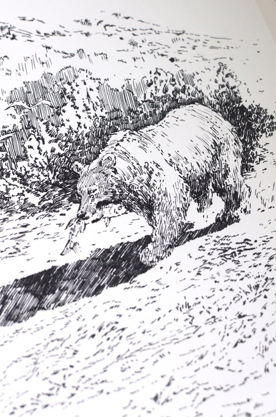 A Bear Fishing