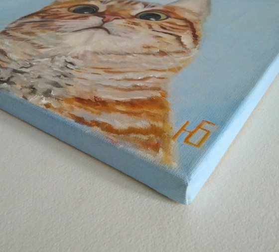Funny cat portrait