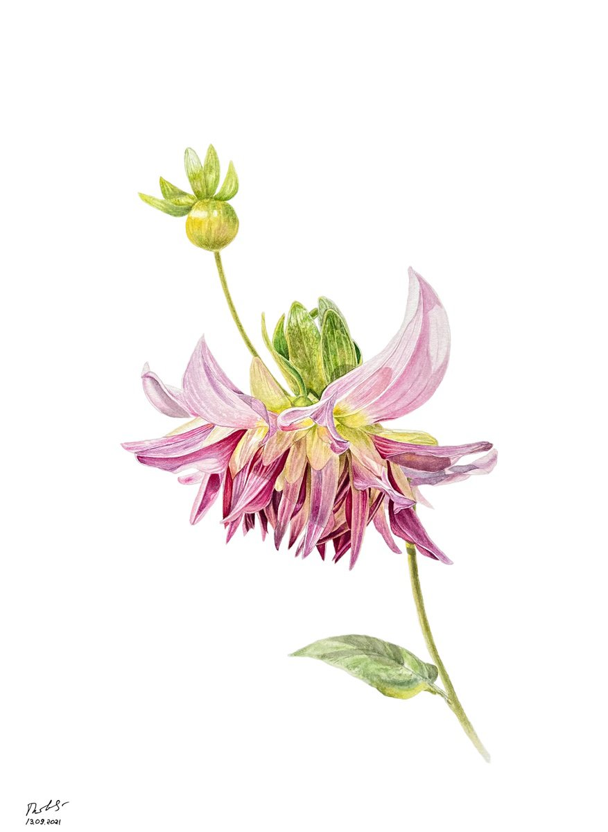 Photorealistic Botanical Watercolour By Tetiana Kovalova, 10 X 14", Playful And Cheerful Dahlia, Original Artwork