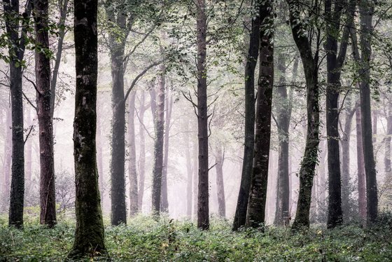 Cornish Misty Wood