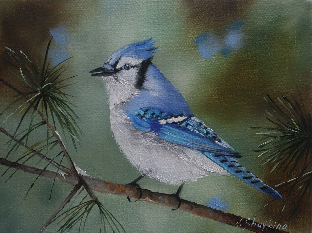 Photorealistic Animal Oil Painting By Natalia Shaykina, 9 X 7", Blue Jay On Pine, Original Artwork