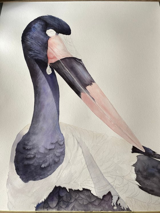 Saddle-billed Stork Portrait