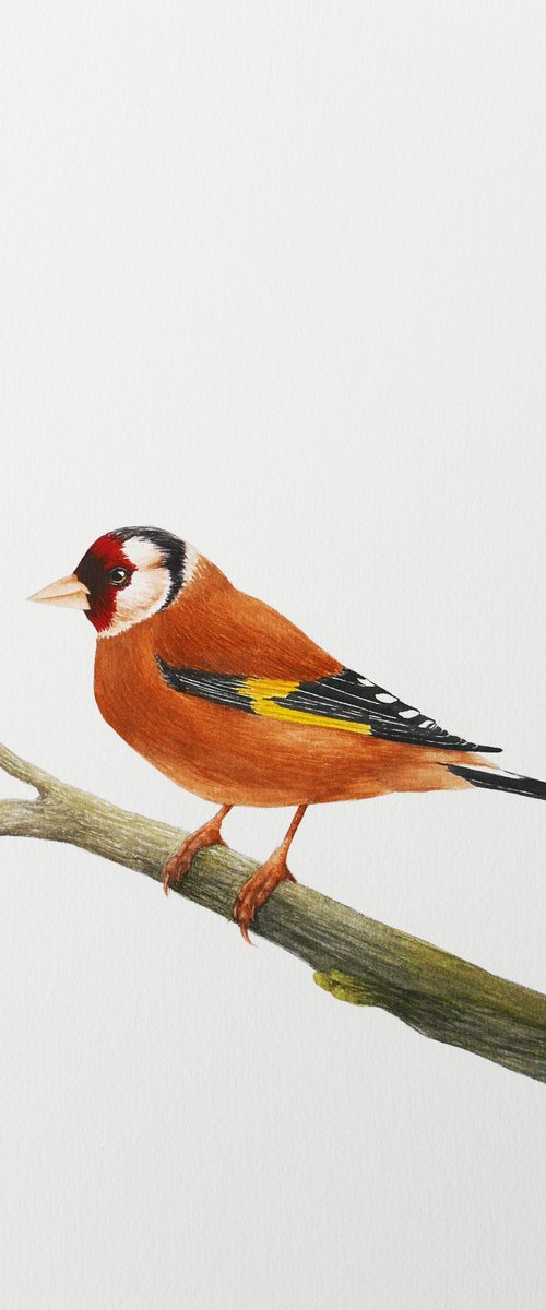 Goldfinch on a branch by Karina Danylchuk