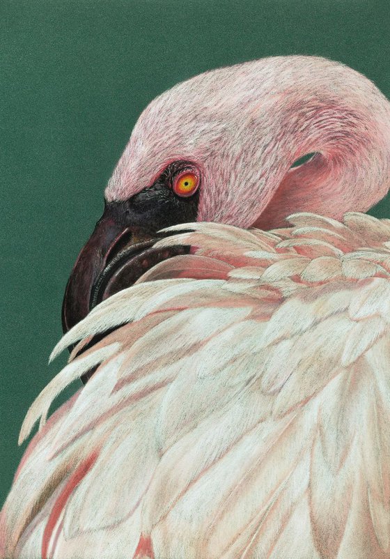 Original pastel drawing "Lesser flamingo"