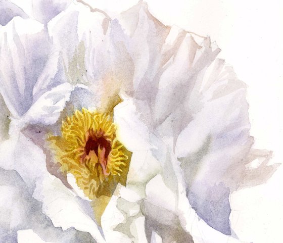 White peony watercolor floral