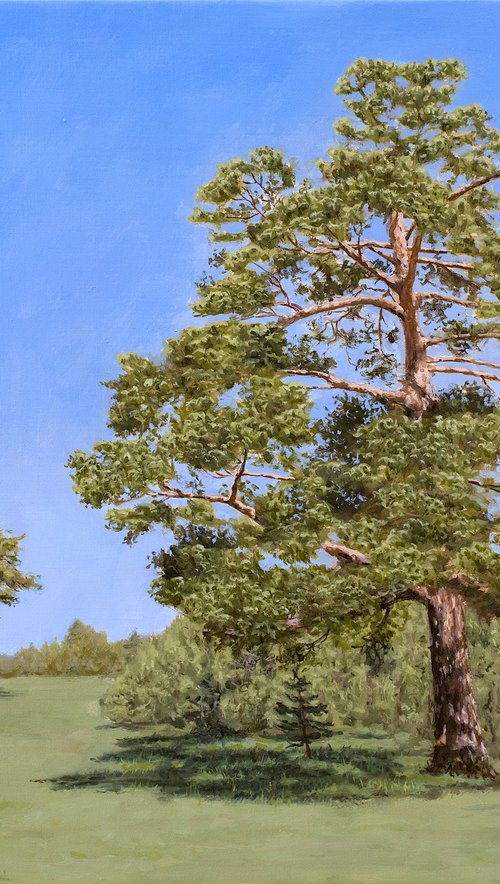 Old Pines by Dejan Trajkovic