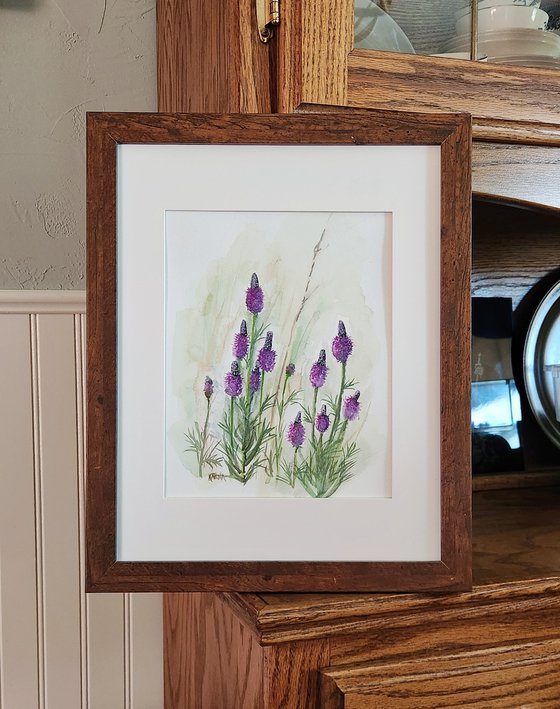 Purple Prairie Clover