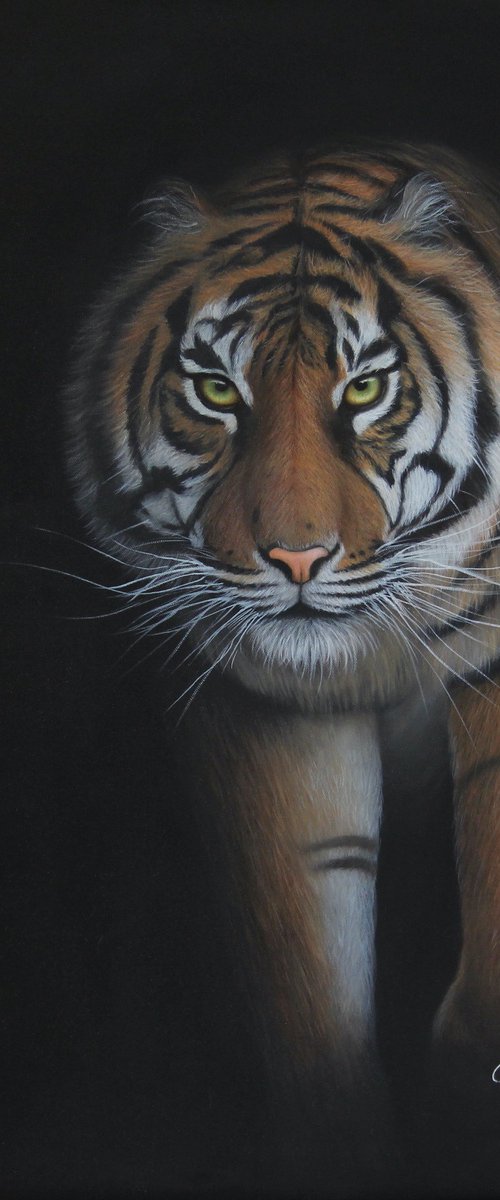 Tiger by Goutami Mishra