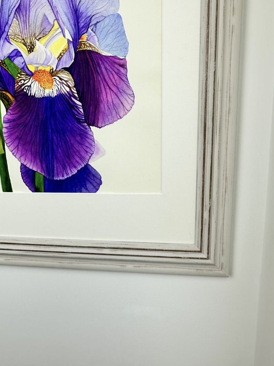 Purple Iris Original Watercolour Painting