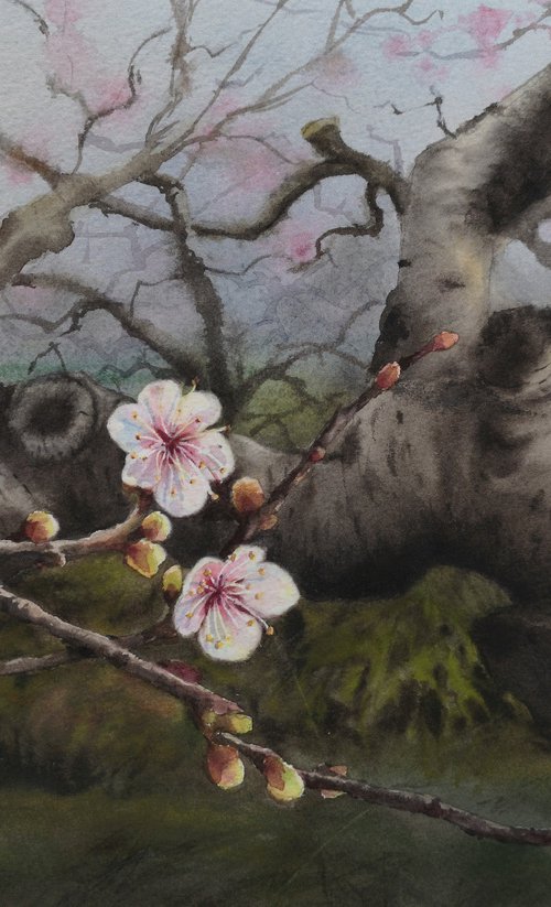 Old Cherry Blossoms by Olga Beliaeva Watercolour