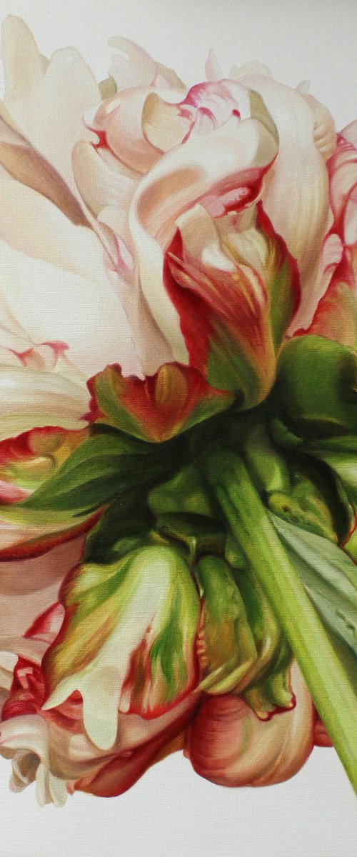Peony on a white background by Julia Diven