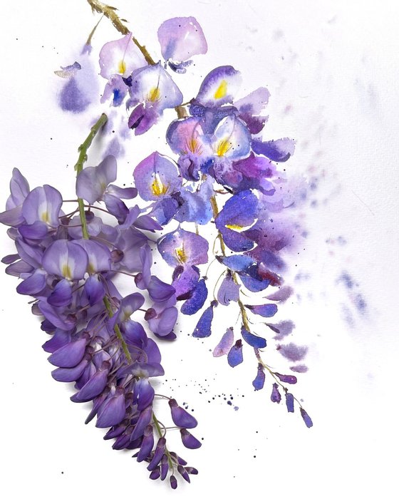 Wisteria