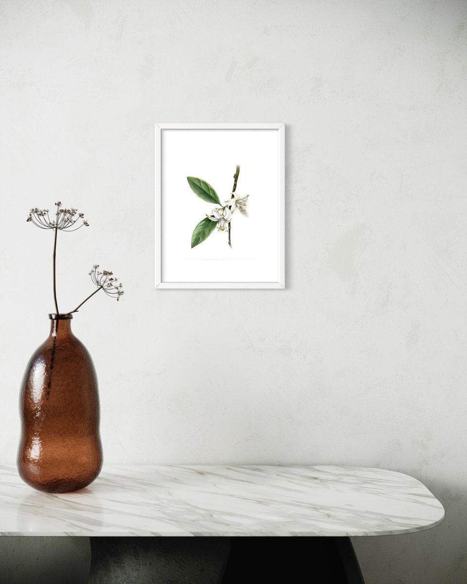 Illustrative Botanical Watercolour By Julia Gorislavska, 8 X 12", Citrus Blossom, Original Artwork