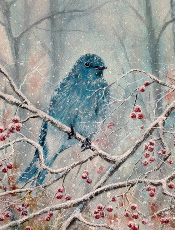 Mountain bluebird