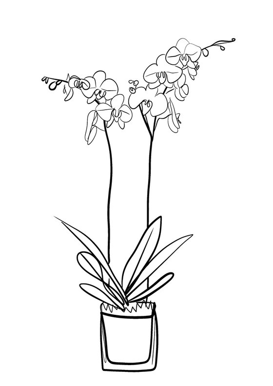 Orchid Digital Line Drawing