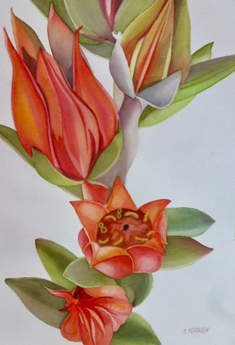 Orange Flower Stalk by Cheryl Feragen