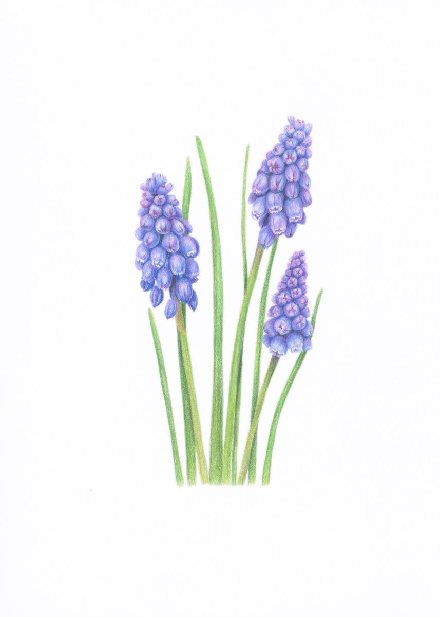 Muscari flowers by Alona Hrinchuk