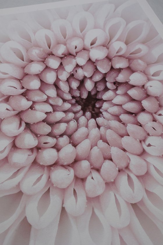 Echoes of Memory Bloom