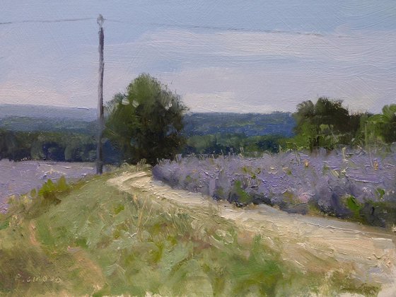 Path bordered by a lavender field