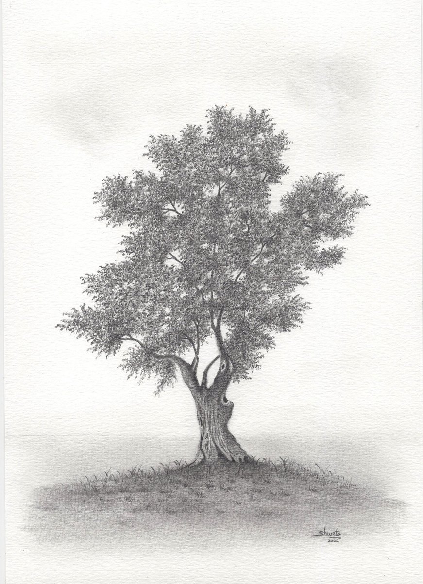 Olive Tree Graphite Drawing by Shweta  Mahajan