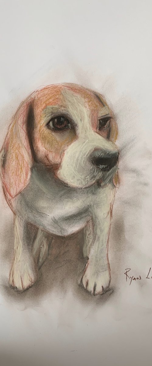 Shy Beagle by Ryan  Louder
