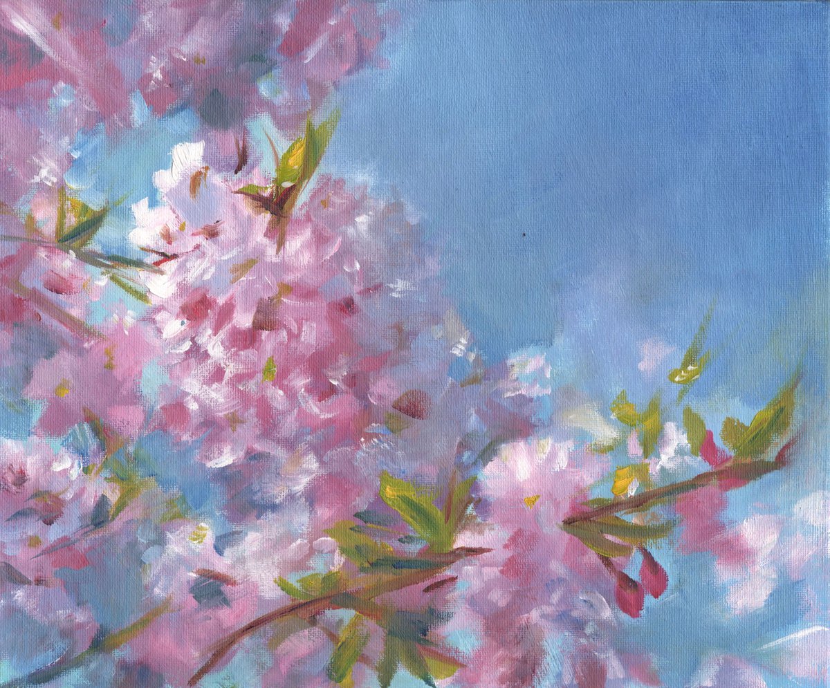 Cherry blossoms by Sarah Stowe
