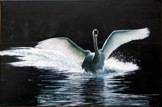 A Mute Swan Landing