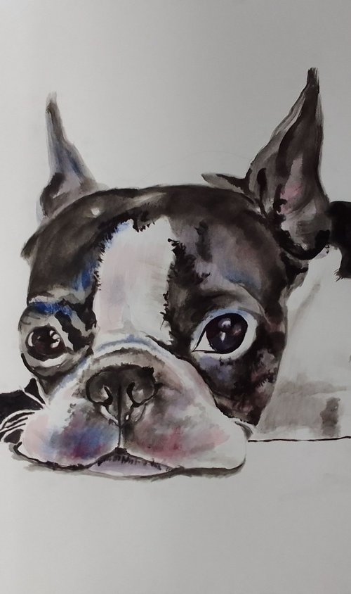 Boston Terrier by Soso Kumsiashvili