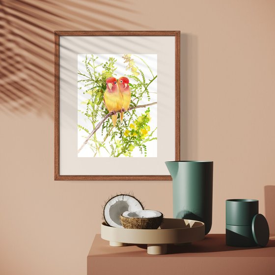 Yellow Lovebirds