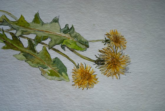 Dandelion arrangement III