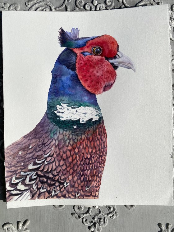 Portrait of crested pheasant