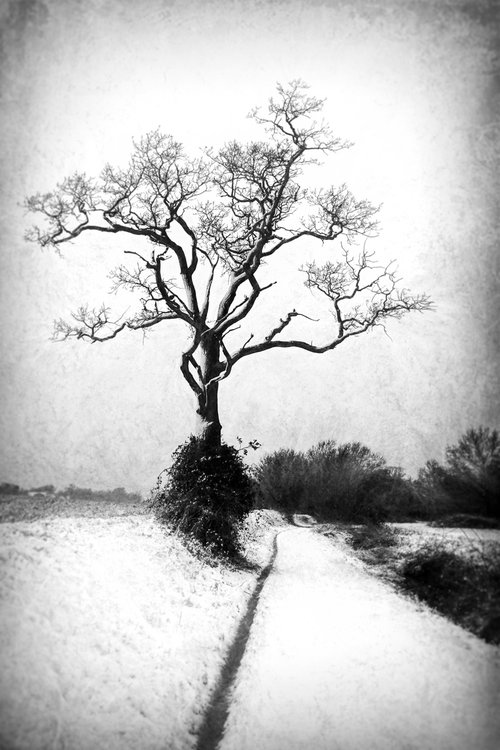 Snow, Path and Tree by Martin  Fry