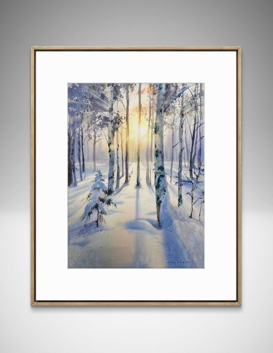 Birch grove in winter glow