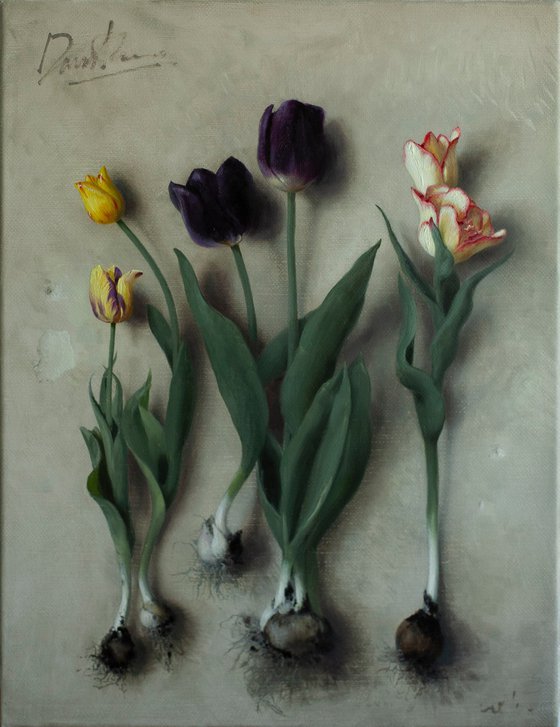 Tulip Bulbs 01