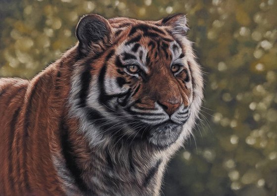 Bengal Tiger