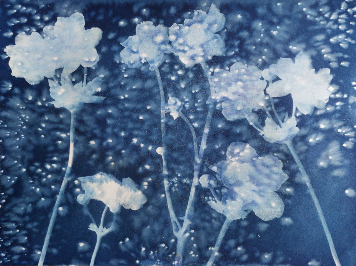 Japanese Anemone  Cyanotype by Paul Nash