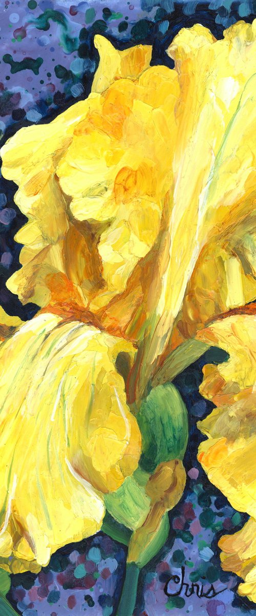 Yellow Iris by Christina M Plichta