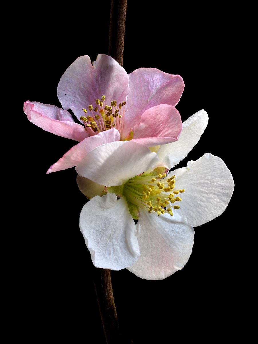 Botanical Photograph By Nadia Culph, 20 X 30", Pink And White Quince Blossoms, Original Artwork