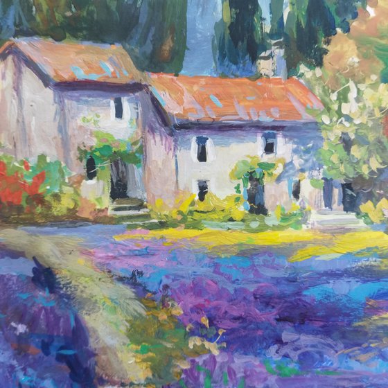 Lavender field