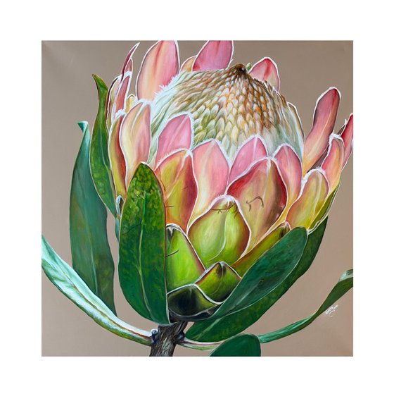 Crowned Protea