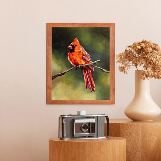 Northern cardinal bird in nature