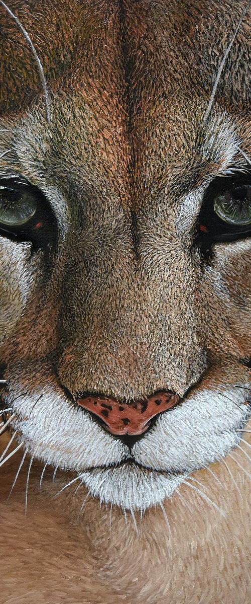 "Mountain Lion" 60 x 40 cm , Ready to Hang / hyperrealism / photorealism / wild cat / wild life/ animalism by Elena Adele Dmitrenko
