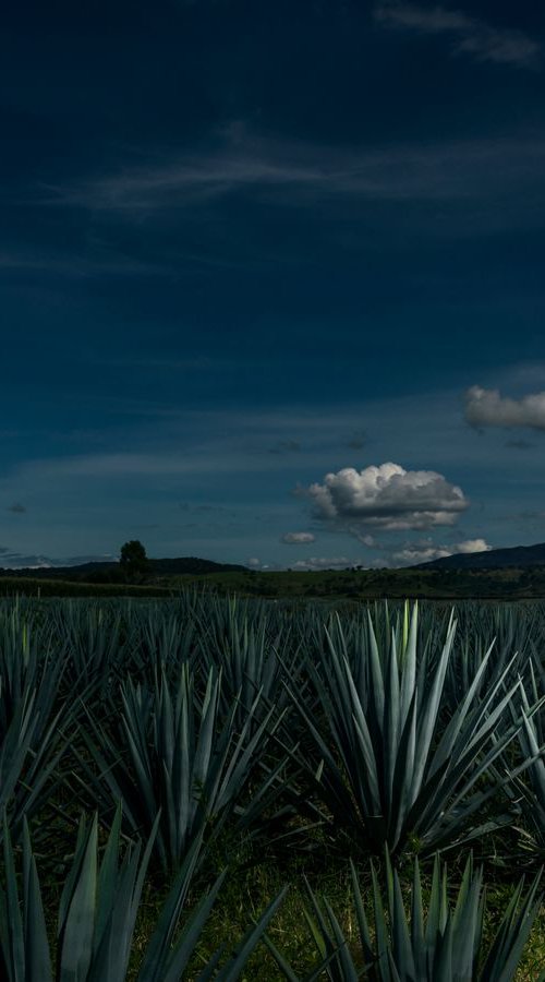 Agave by Harshtistas