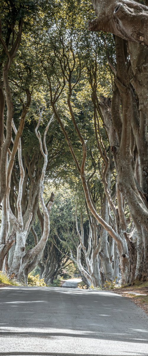 THE  FANTASTIC DARK HEDGES II by Fabio Accorrà