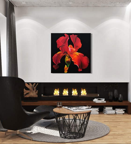 Portrait of Iris. Scarlet